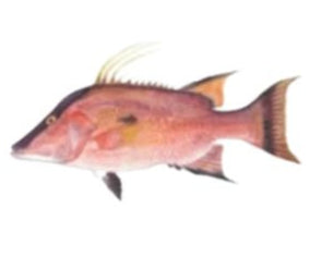 Hogfish
