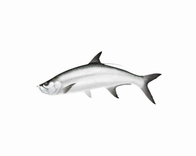 More Realistic-looking Tarpon