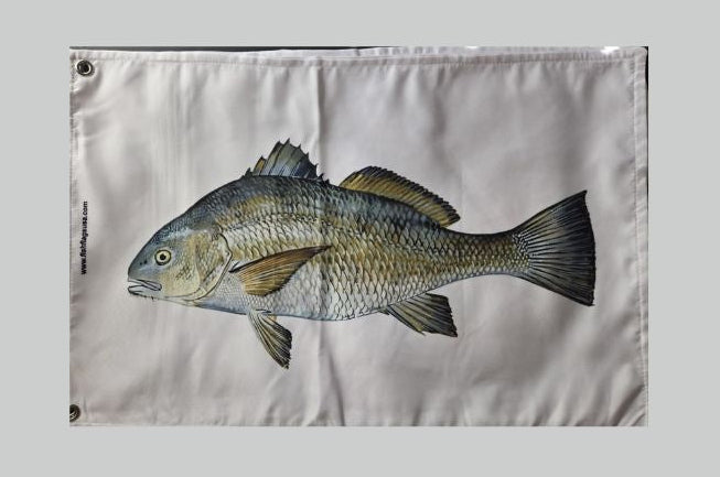 Black Drum