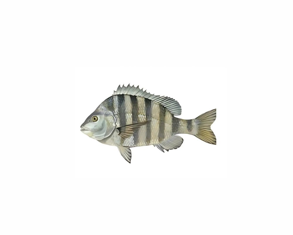 Sheepshead