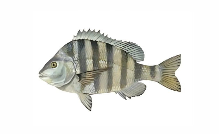 Sheepshead