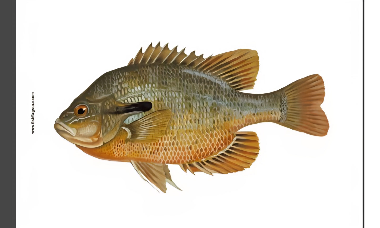 Red breasted bluegill