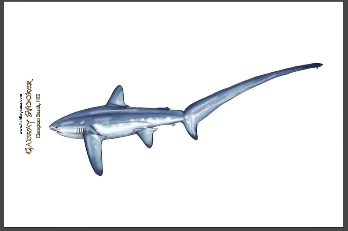 Thresher Shark