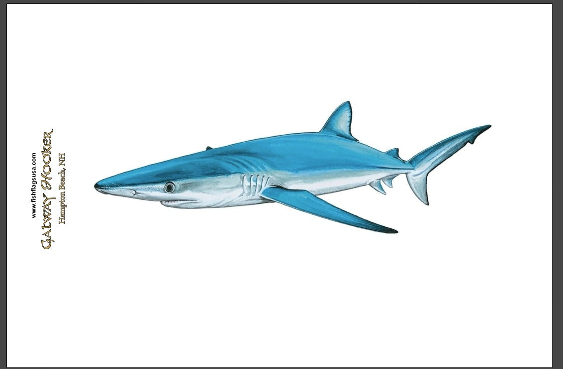 Blue Shark