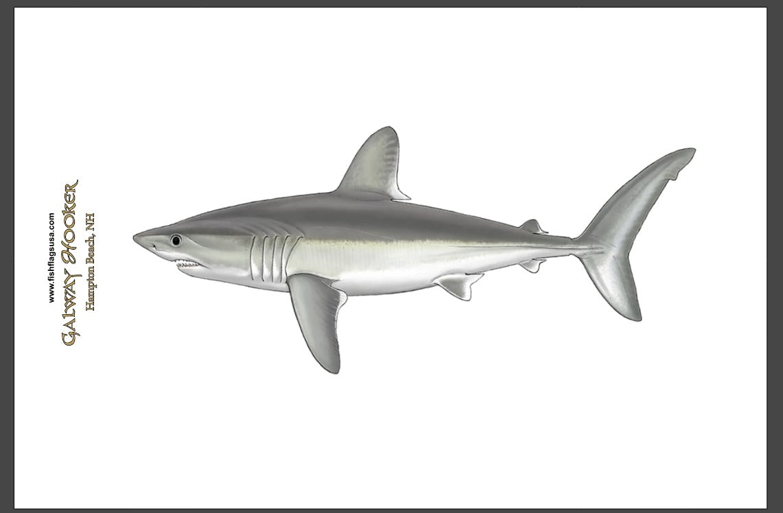 Porbeagle Shark