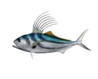 Rooster Fish