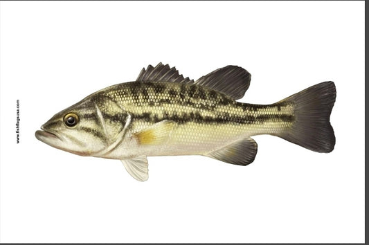 Spotted Bass