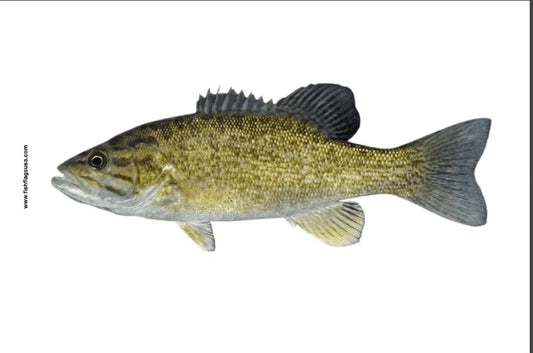 Smallmouth Bass