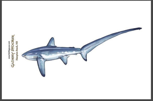 Thresher Shark