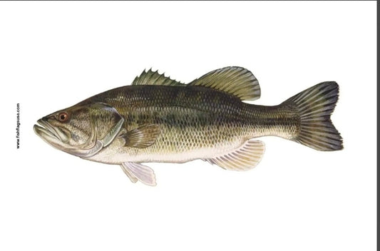 Largemouth Bass
