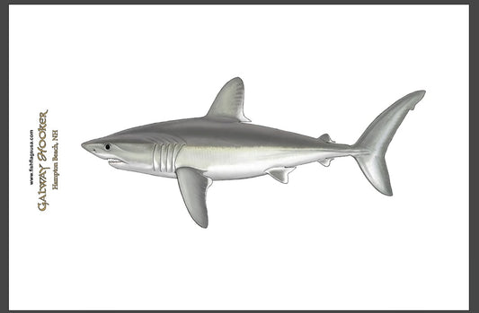 Porbeagle Shark